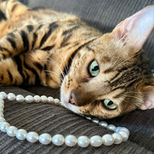 Load image into Gallery viewer, SOUTH SEA PEARL STRAND